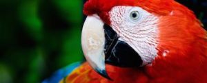 scarlet-macaw_0